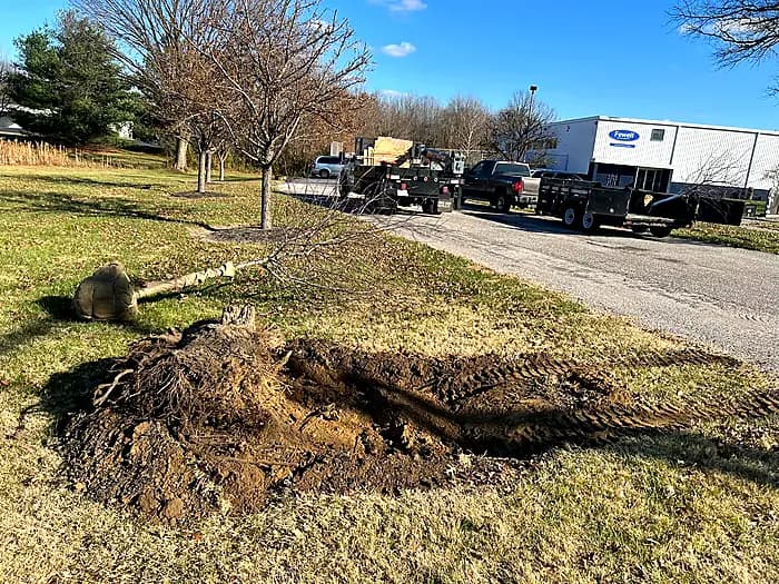 Tree service and trimming in Indiana