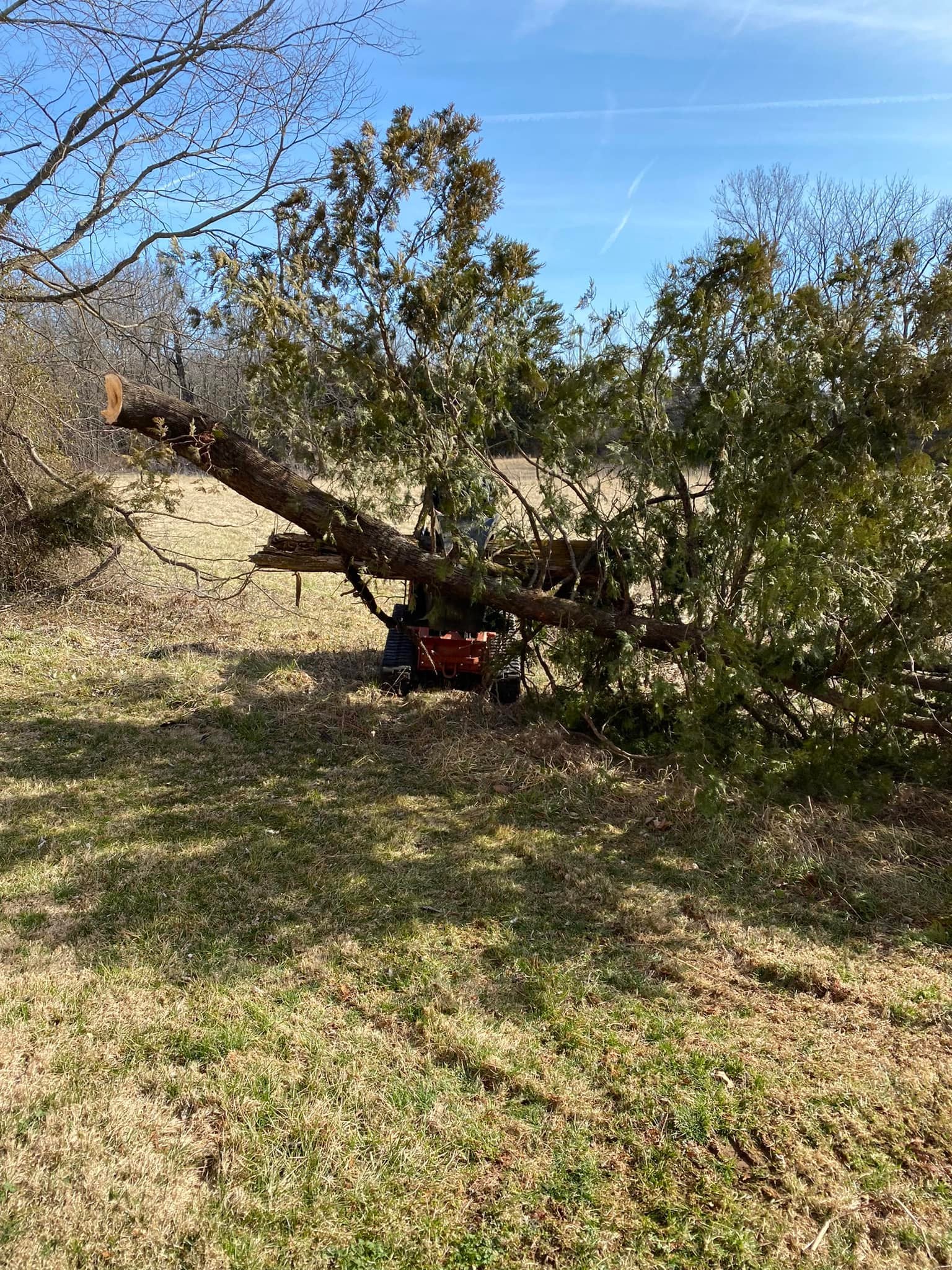 Tree removal in Jefferson County, Indiana