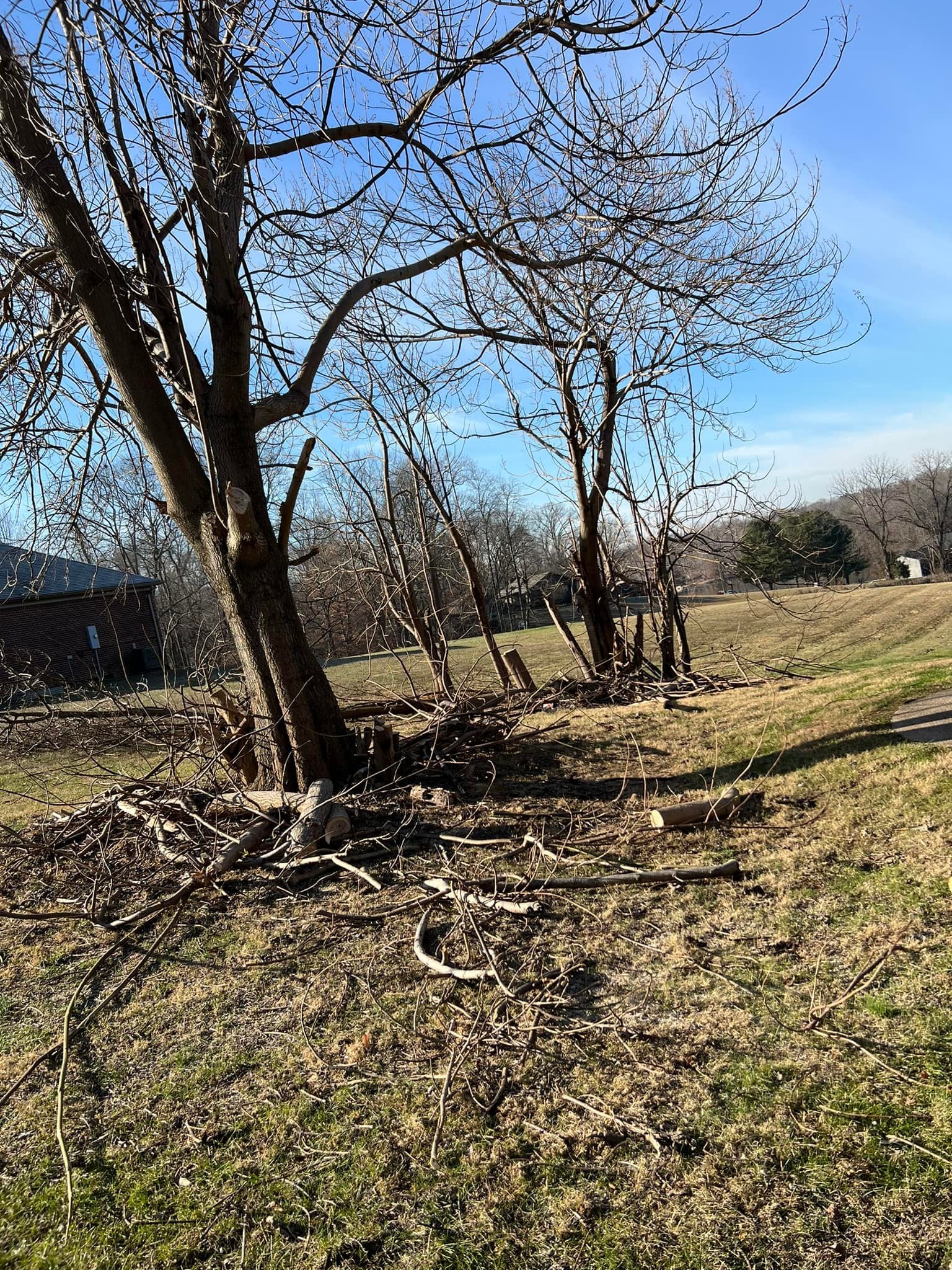 Tree Work services by Kirk's Mowing